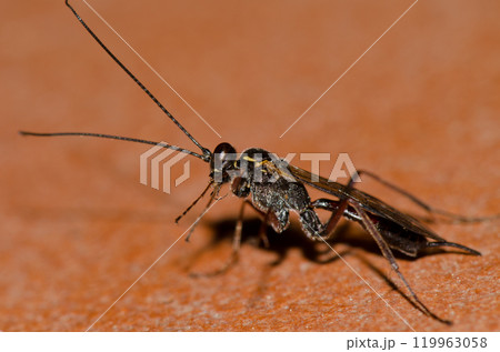 Wasp cleaning itself. Wasp cleaning itself. 119963058