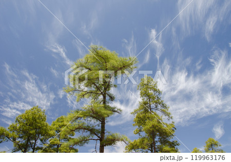 Forest of Canary Island pine and clouds. Forest of Canary Island pine and clouds. 119963176