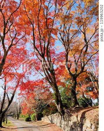 大分県竹田市の観光名所　岡城跡の紅葉　 119963202