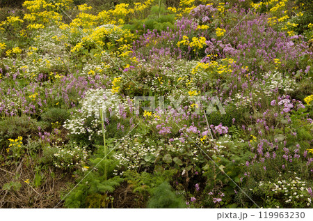 Biodiversity of flowering plants. 119963230