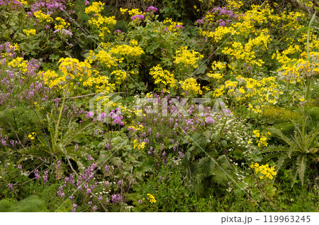 Biodiversity of flowering plants. Biodiversity of flowering plants. 119963245