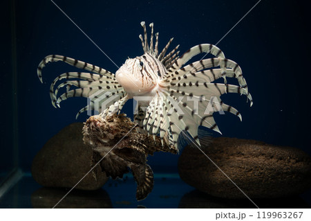 ミノカサゴ オニオコゼ カサゴ Lionfish 泳ぐオコゼ 毒魚 虎魚 鬼虎魚 遊離軟条 ミノカサゴ オニオコゼ カサゴ Lionfish 泳ぐオコゼ 毒魚 虎魚 鬼虎魚 遊離軟条 119963267