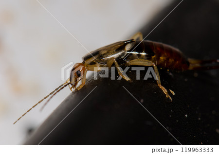 European earwig Forficula auricularia. European earwig Forficula auricularia. 119963333