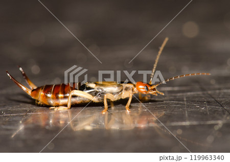European earwig Forficula auricularia. European earwig Forficula auricularia. 119963340