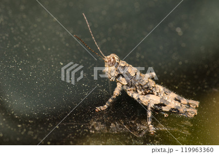 Splendid rock grasshopper. 119963360