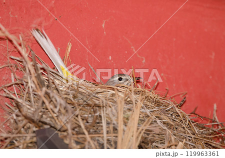 Grey wagtail incubating in its nest. Grey wagtail incubating in its nest. 119963361