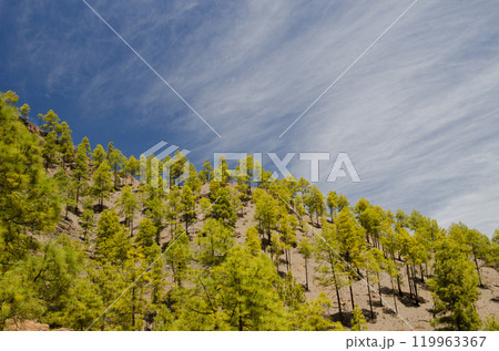 Forest of Canary Island pine. Forest of Canary Island pine. 119963367