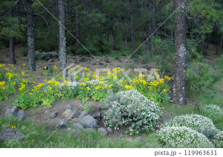 Forest of Canary Island pine. 119963631
