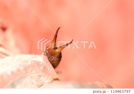 Pincers of a female European earwig. Pincers of a female European earwig. 119963797