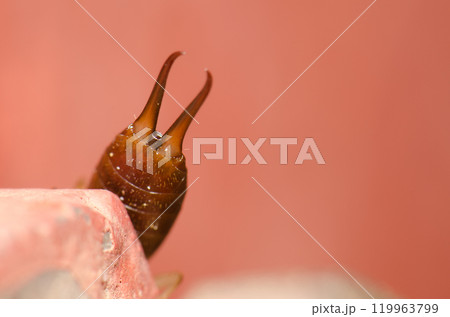 Pincers of a female European earwig. Pincers of a female European earwig. 119963799