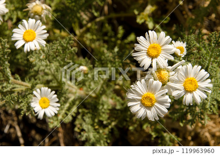 Flowers of Argyranthemum adauctum. 119963960