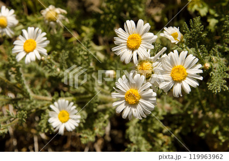 Flowers of Argyranthemum adauctum. 119963962