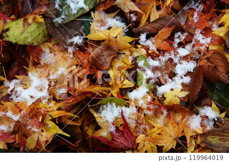 紅葉した落ち葉と雪 紅葉した落ち葉と雪 119964019