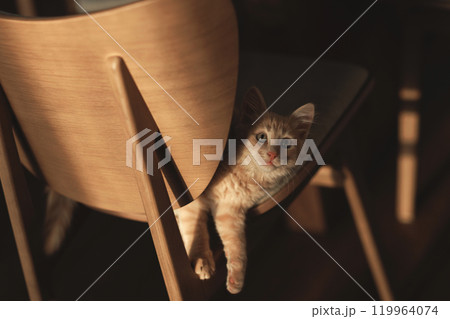 Fluffy creamy ginger kitten. Fluffy creamy ginger kitten. 119964074