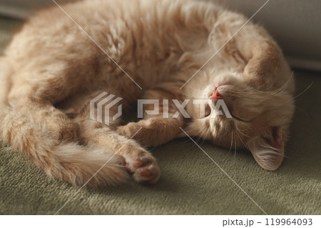 4 months old charming and charismatic ginger kitten sleeping on carpet. Domestic animal concept. 119964093