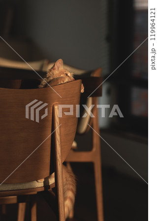Fluffy creamy ginger kitten. Fluffy creamy ginger kitten. 119964121