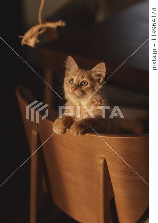 Fluffy creamy ginger kitten. Fluffy creamy ginger kitten. 119964128
