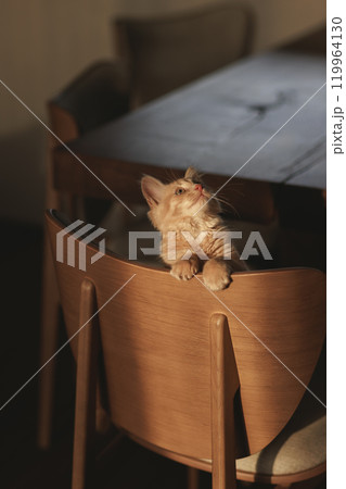 Fluffy creamy ginger kitten. 119964130