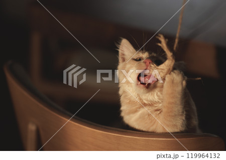 Fluffy creamy ginger kitten. Fluffy creamy ginger kitten. 119964132