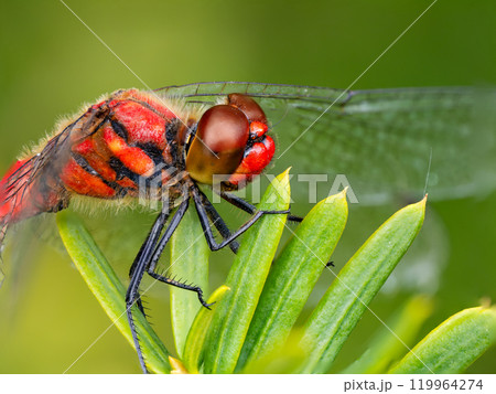 ナツアカネ 119964274