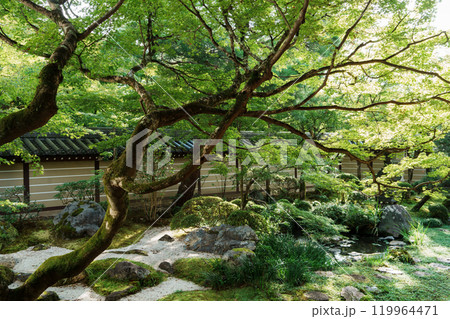 永観堂　苔の庭園 119964471
