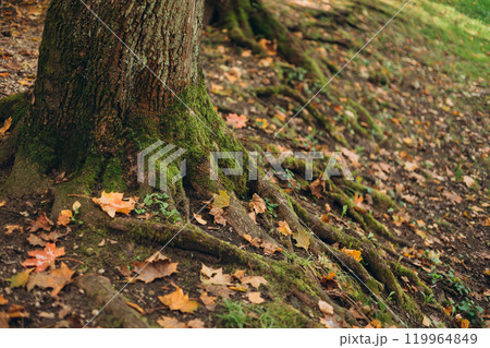 Green moss growing on the roots of a tree trunk in a forest, autumn time. Nature banner. Green and mysterious woodland Green moss growing on the roots of a tree trunk in a forest, autumn time. Nature banner. Green and mysterious woodland 119964849