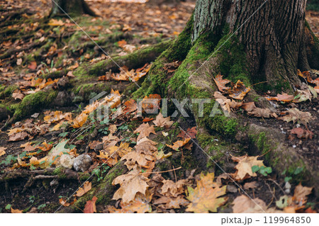Green moss growing on the roots of a tree trunk in a forest, autumn time. Nature banner. Green and mysterious woodland 119964850