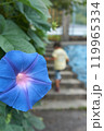 夏に咲く綺麗な青いアサガオの花 119965334