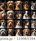 かわいい犬の証明写真 119965394
