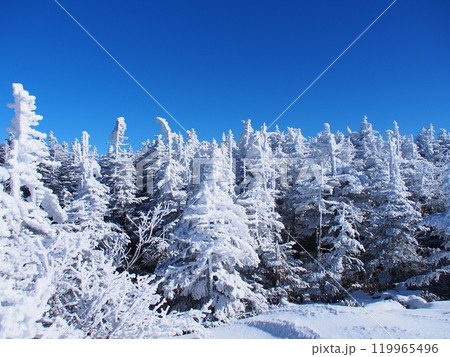 北八ヶ岳の樹氷の森 119965496