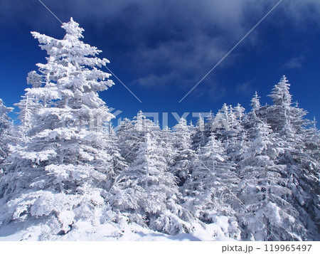 北八ヶ岳の樹氷の森 北八ヶ岳の樹氷の森 119965497