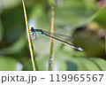 水辺の植物にとまっている美しいイトトンボ 119965567