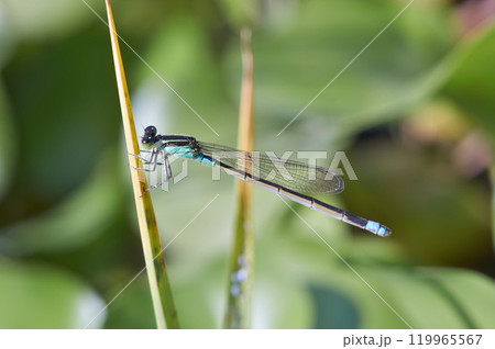 水辺の植物にとまっている美しいイトトンボ 水辺の植物にとまっている美しいイトトンボ 119965567