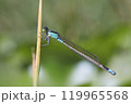 水辺の植物にとまっている美しいイトトンボ 119965568