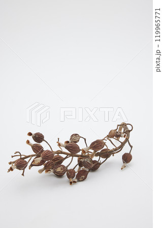 月桃の実のドライフラワー 月桃の実のドライフラワー 119965771