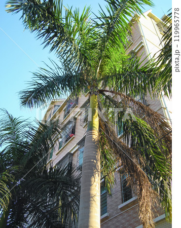 ヤシの木と集合住宅 119965778