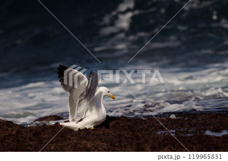 Yellow-legged gull opening its wings. 119965831