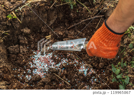 A gloved hand holds a shovel and fertilizes the ground before planting, autumn A gloved hand holds a shovel and fertilizes the ground before planting, autumn 119965867