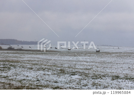 snowy hay bales with fog near farm 119965884