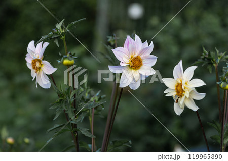 Close up of dahlia flower and bumblebee in garden 119965890