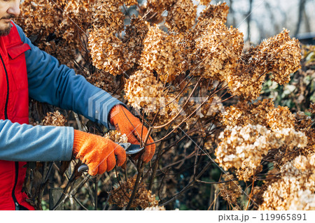A gardener wearing gloves trims wilted hydrangea flowers before winter 119965891