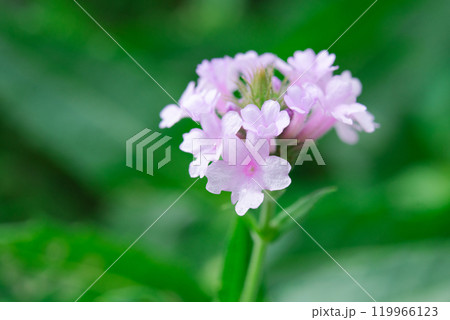 淡いピンク色の小さな花 淡いピンク色の小さな花 119966123