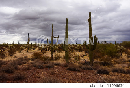 Central Sonora Desert Arizona Central Sonora Desert Arizona 119966344