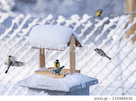 Outdoor feeder for winter feeding of wild birds Outdoor feeder for winter feeding of wild birds 119966636