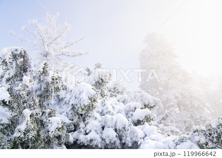 Snow covered trees. Winter forest Snow covered trees. Winter forest 119966642