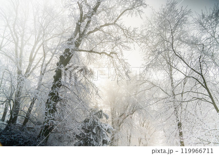 Snow covered trees. Winter forest 119966711