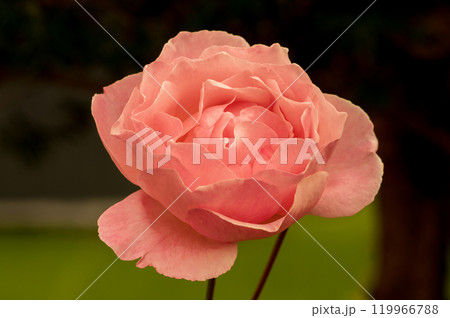 バラの美しい時 119966788