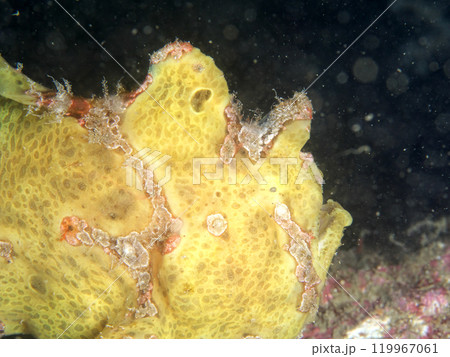 黄色いカエルアンコウ 119967061