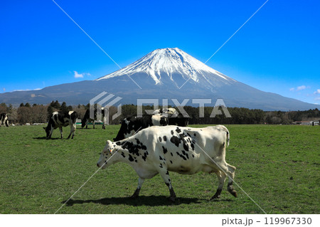 朝霧高原牧場の牛と雄大な富士山の風景 静岡県富士宮市 朝霧高原牧場の牛と雄大な富士山の風景 静岡県富士宮市 119967330