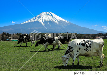 朝霧高原牧場の牛と雄大な富士山の風景　静岡県富士宮市 119967333